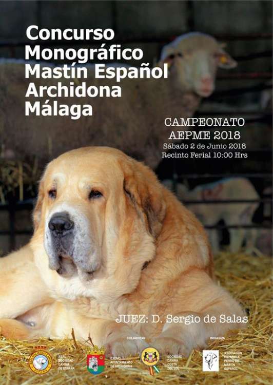 Asociación Española del Perro Mastín Español - Belleza. CONCURSO MORFOLÓGICO DEL MASTÍN ESPAÑOL (Málaga   España)