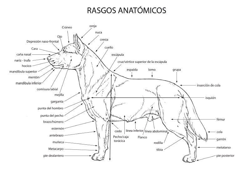 Estandar de la Raza Bichón Habanero Morfología canina
