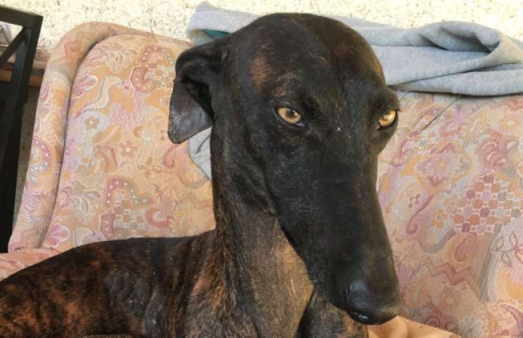 Esperanza. Perro en adopcion que busca casa. Esperanza. Perro en adopcion que busca casa.