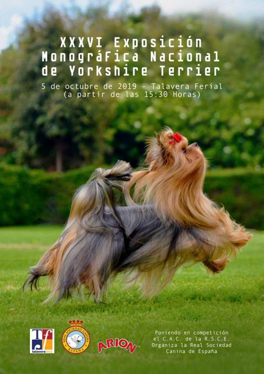 PETSmania - Yorkshire Terrier.