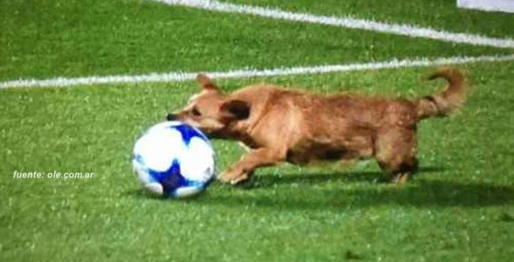 Perro se mete en plena cancha cuando se disputaba juego entre San Lorenzo y Arsenal