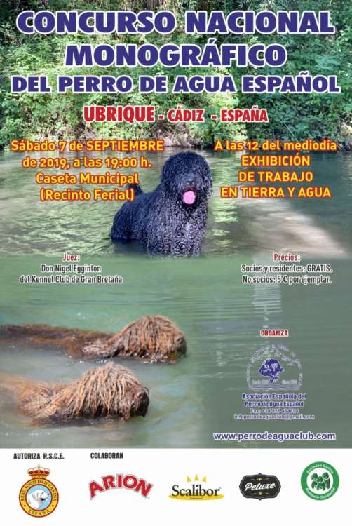Belleza. ´CONCURSO NACIONAL MONOGRÁFICO DEL PERRO DE AGUA ESPAÑOL (Cádiz   España)