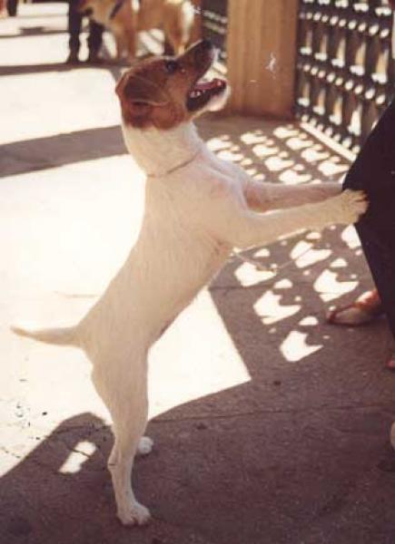 Parson Russell Terrier. Carácter: La diversión está asegurada