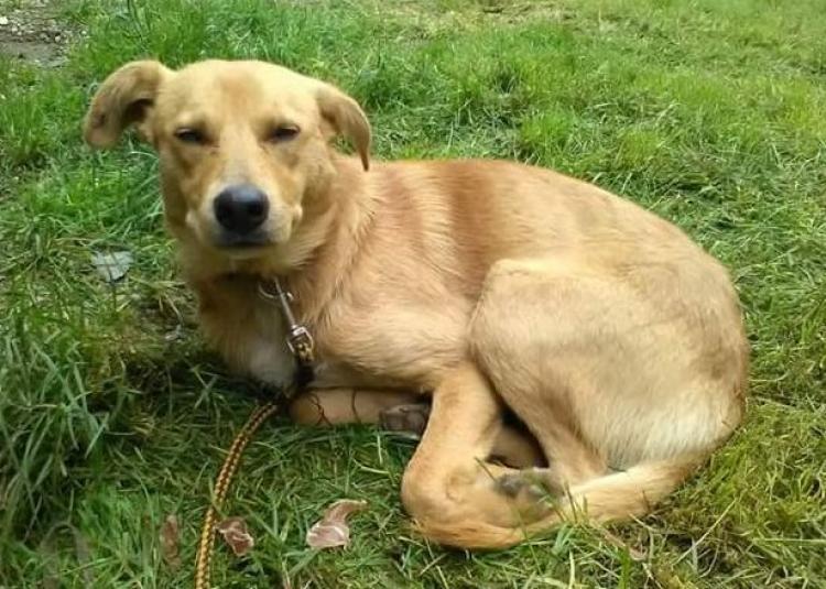 Animales Ortegal ayuda a animales abandonados a encontrar familia