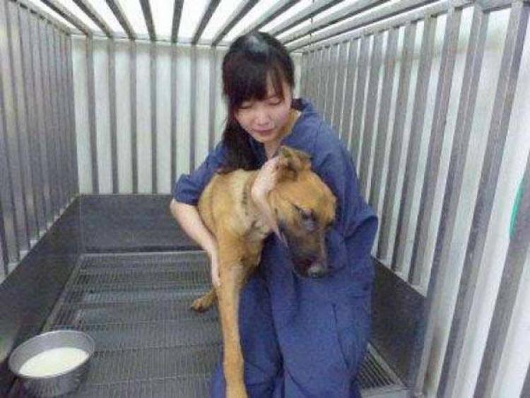PETSmania - Una veterinaria se suicida tras confesar haber acabado con la vida de 700 perros.