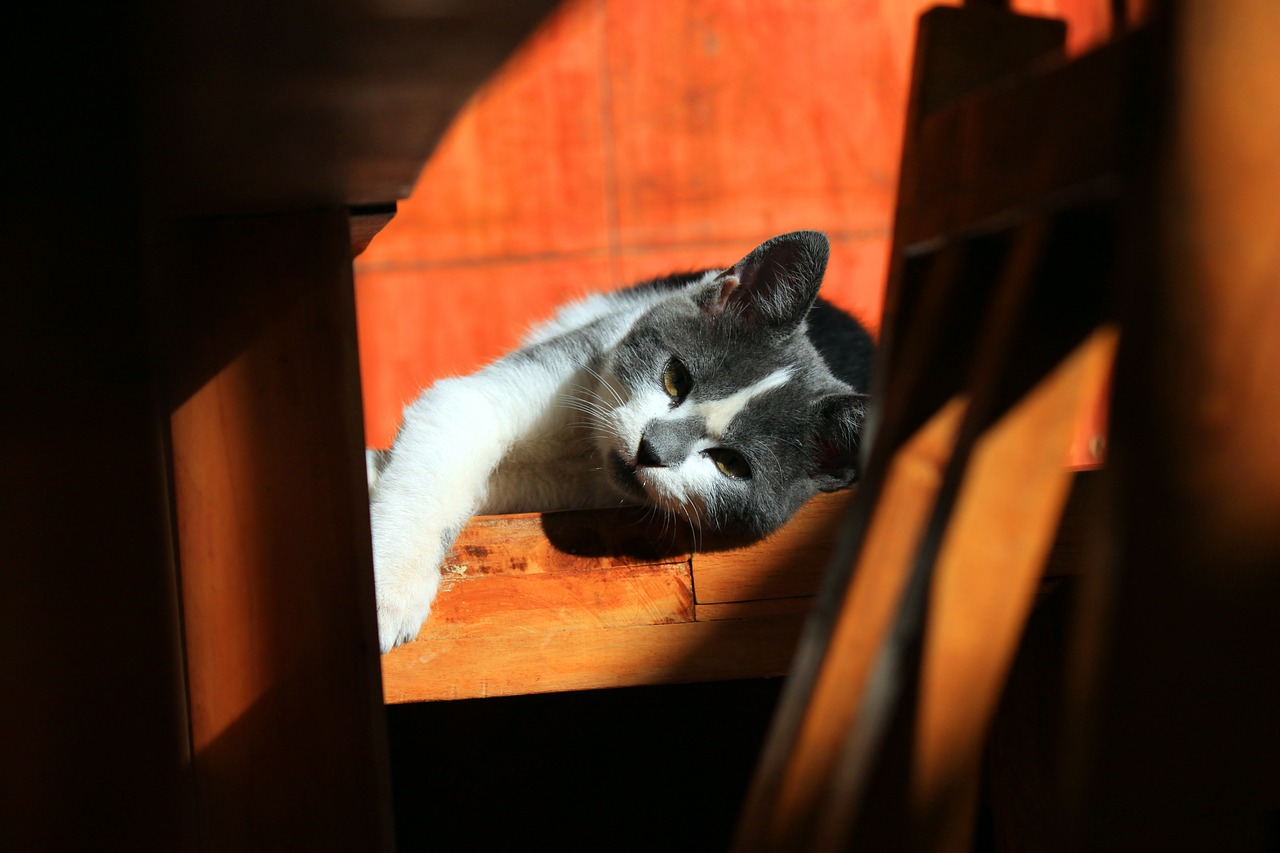 Gato al sol
