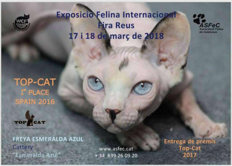 Exposición Felina Internacional