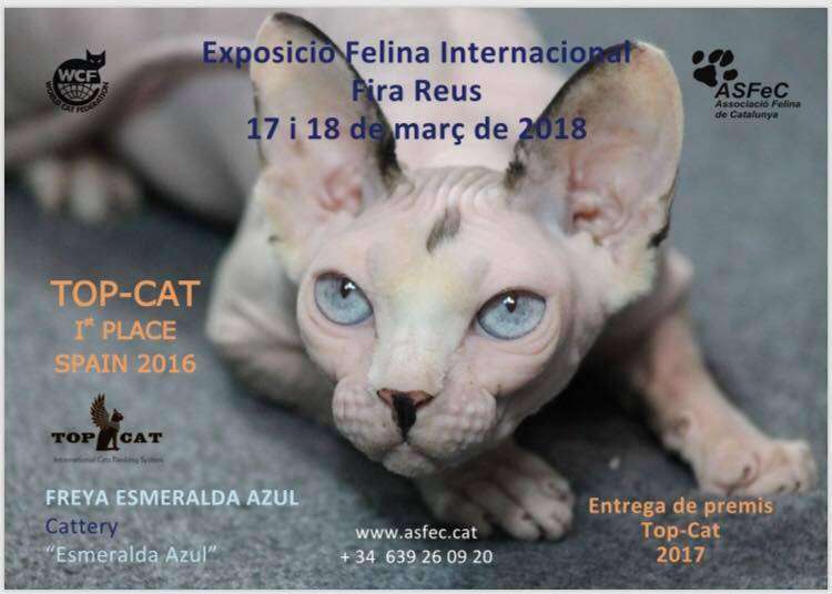 Exposición Felina Internacional Exposición Felina Internacional