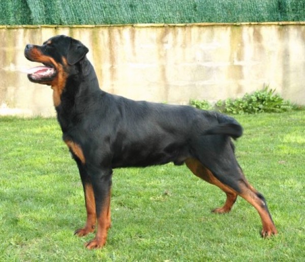 ROTTWEILER DE BEDIA - Rottweiler. FRANCO DE BEDIA
