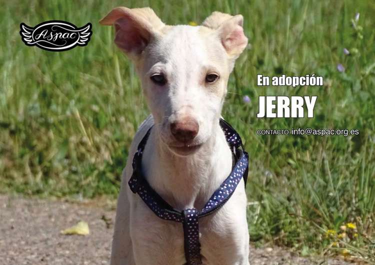 Perro mestizo. Jerry. Perro en adopcion que busca casa.
