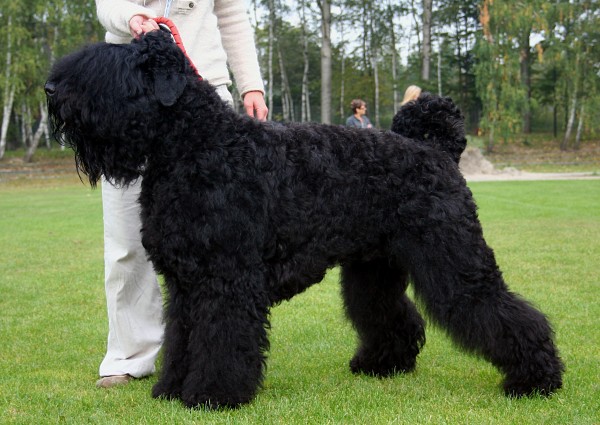 Terrier Negro Ruso. Pleple2000