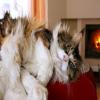 PETSmania - Maine Coon.