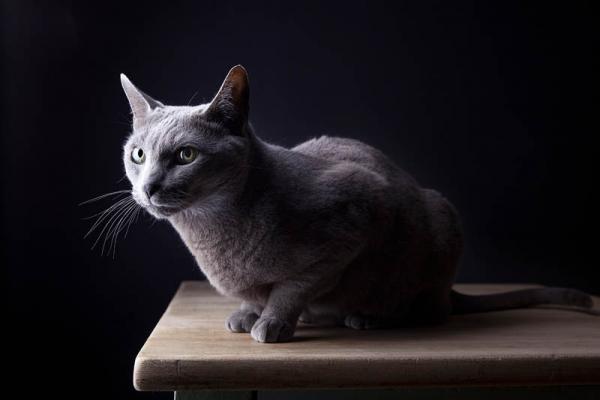 Azul Ruso. Azul Ruso.