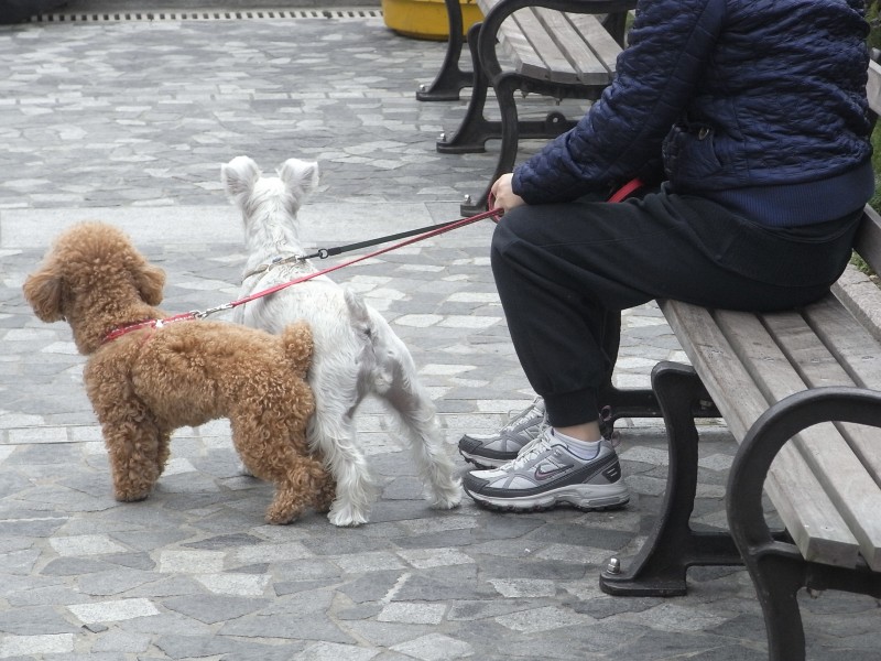 Los jardineros están hartos de que no se recojan las heces de los animales.
