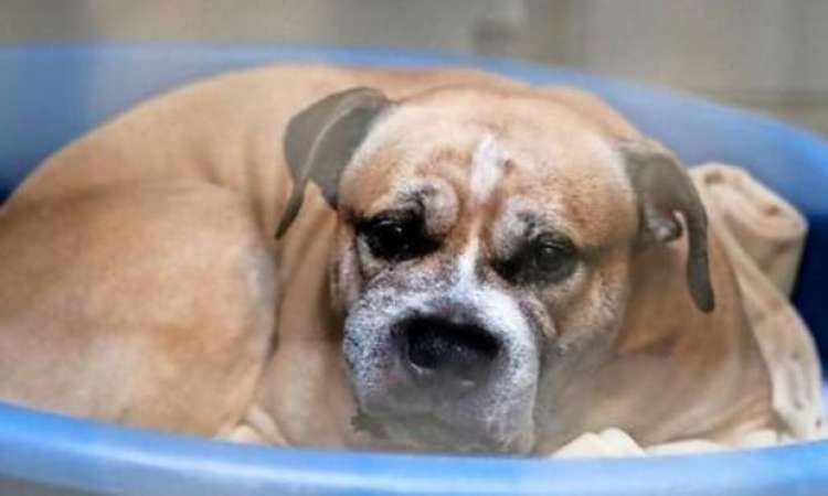 Piden que Chico siga con vida. Fotografía Change.org Piden que Chico siga con vida. Fotografía Change.org