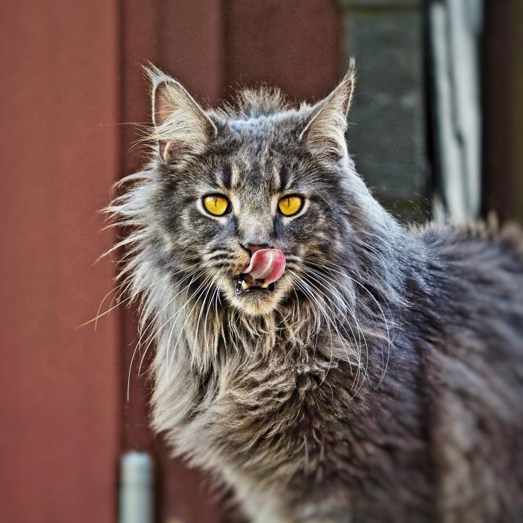 Consejos para el cuidado de tu gato 