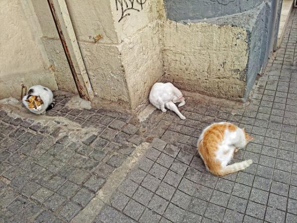 La presencia de gatos en la ciudad es posible y deseable