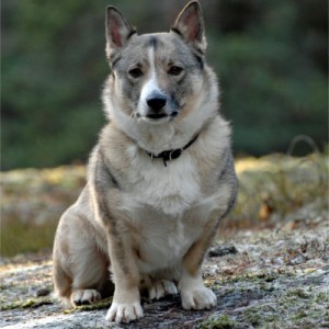 Pachón Navarro. Pachón Navarro. Spitz de los Visigodos Pachón Navarro. Pachón Navarro. Spitz de los Visigodos