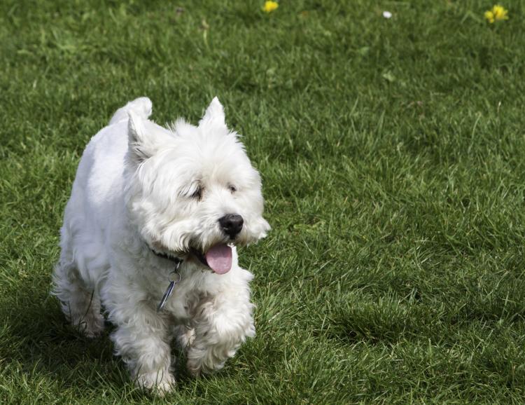 Corriendo West Highland White Terrier