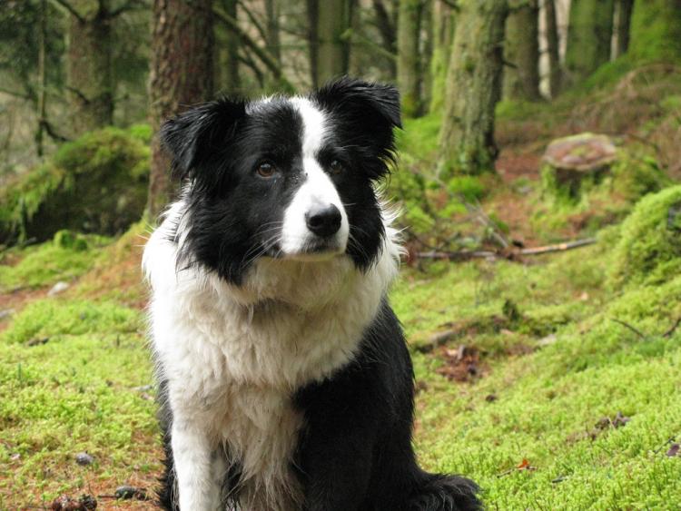 Border Collie.
