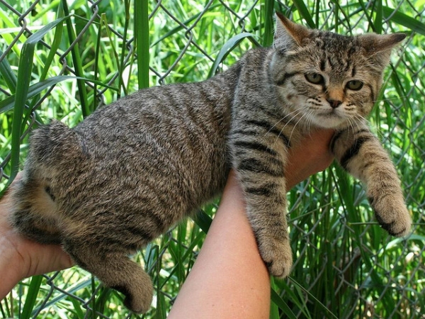 PETSmania - Pixie Bob. por Gatil Ragbelas