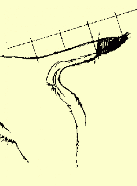 Parson Russell Terrier. La cola