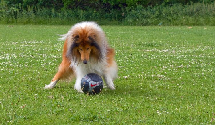 Collie Rough con pelota de fútbol