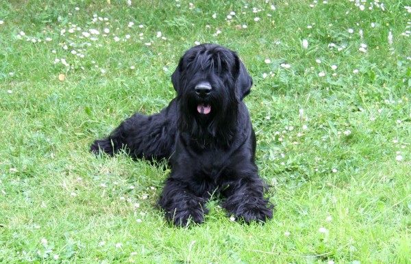 Terrier Negro Ruso. Stephan Czuratis