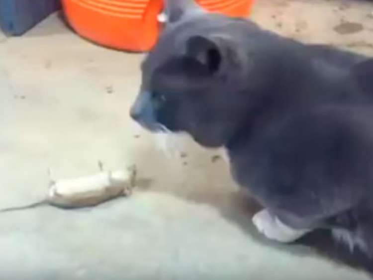 PETSmania - Ratón engaña al gato para sobrevivir