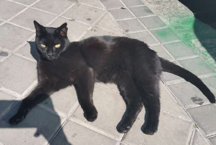 Coti. Gato en adopcion que busca casa. Coti. Gato en adopcion que busca casa.