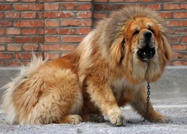 Dogo del Tibet. Bulldevil. Macho chino