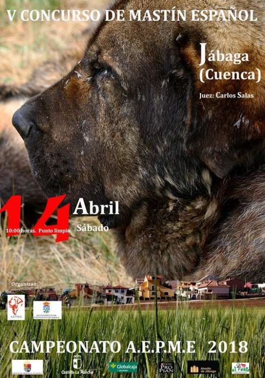 Asociación Española del Perro Mastín Español - Mastín Español. Belleza. V CONCURSO DEL MASTÍN ESPAÑOL (Cuenca   España)