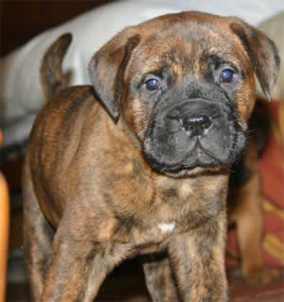 Olivas, tan nuestras y tan desconocidas