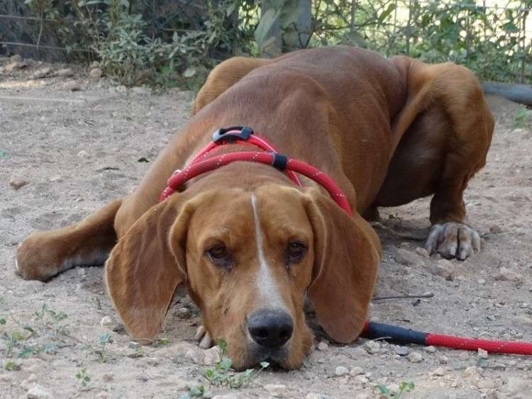 Sociedad Protectora de Animales y Plantas SAN ANTONIO ABAD - SPASAV - Udo.
