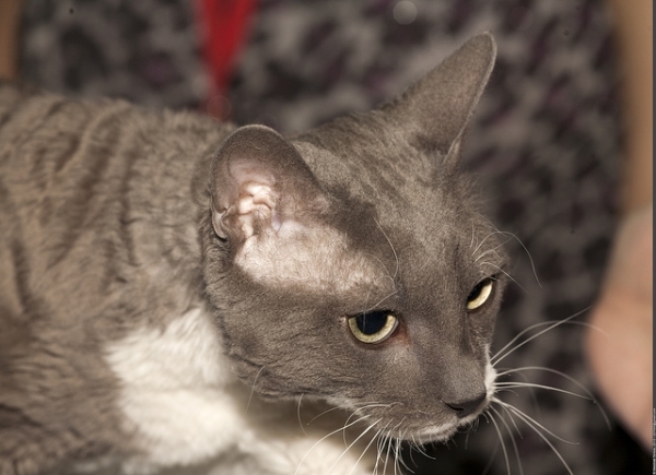 PETSmania - Ural Rex de Pelo Corto. por Nickolas Titkov