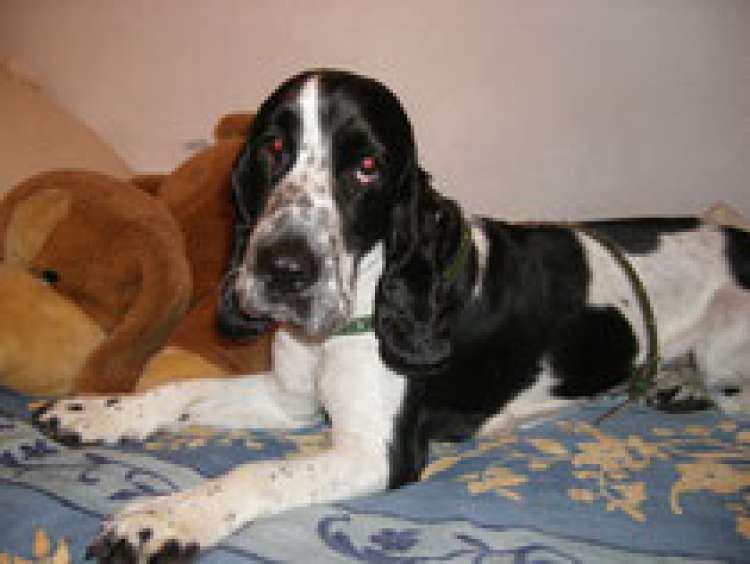 Asociación Pro Felina Tenerife - Cocker Spaniel Americano. Cocker.