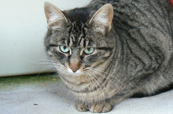 Comun Europeo. Anita