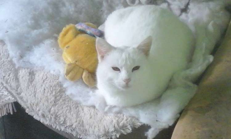 Asociación Salmantina Protectora de Animales y Plantas ASPAP - Logan.