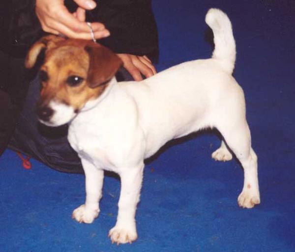 Parson Russell Terrier. Jack Russell Terrier Est. FCI Nº 345.