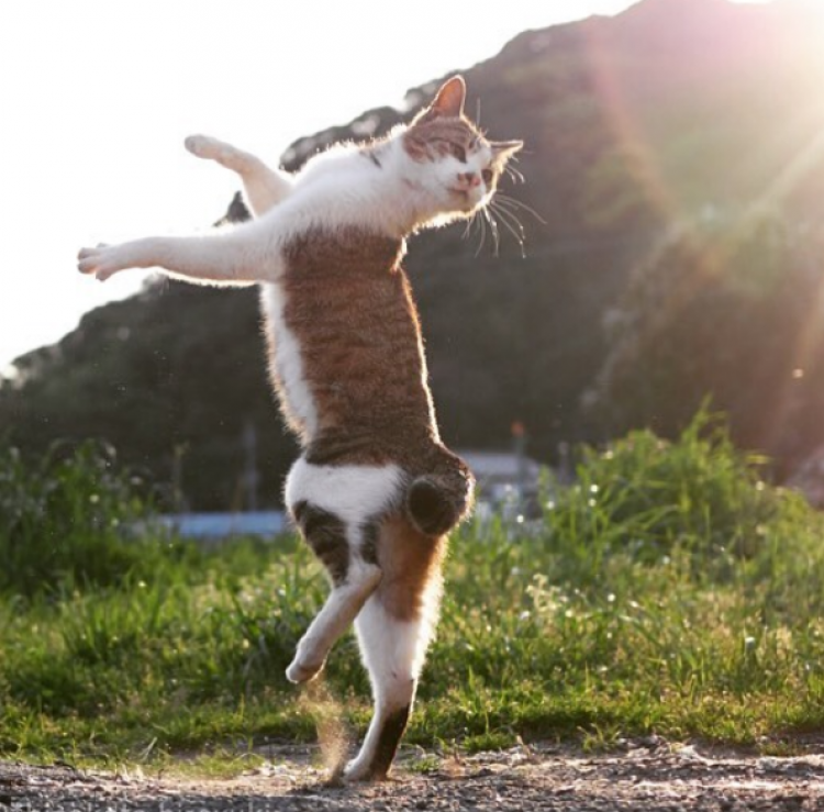 Instagram del fotógrafo  photo.accent