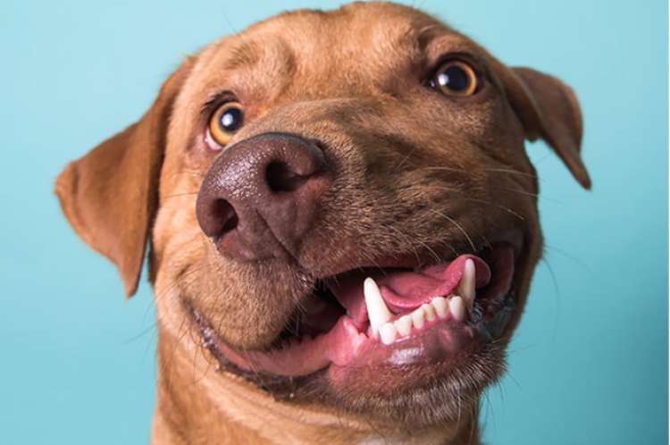 Picasso (Foto Luvable Dog Rescue)