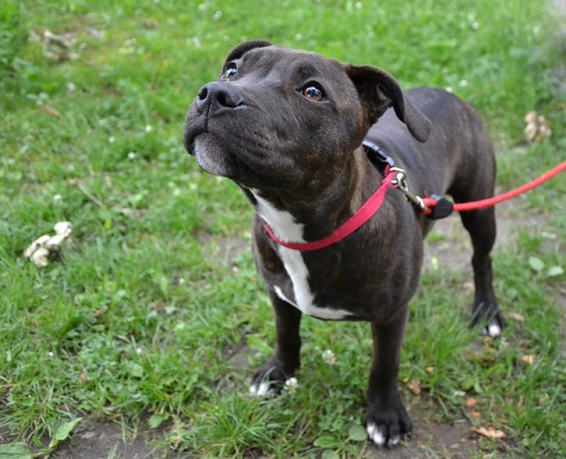 Staffordshire Bull Terrier.