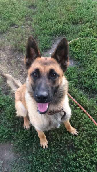 Mesa nuevo miembro del Departamento de Policía de Bismarck