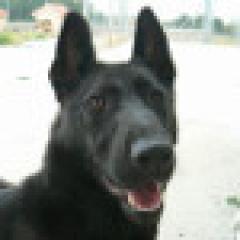 Flecha.  Perro en adopcion que busca casa. Flecha.  Perro en adopcion que busca casa.