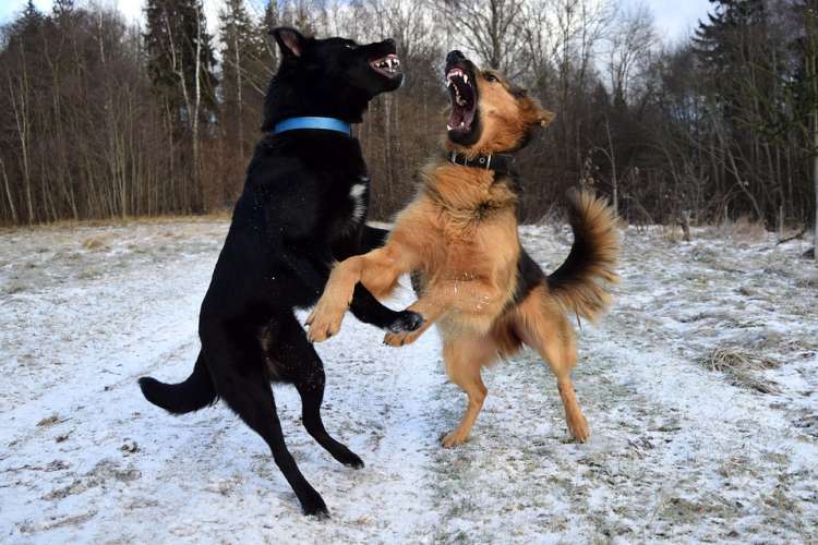 PETSmania - Perros peleando