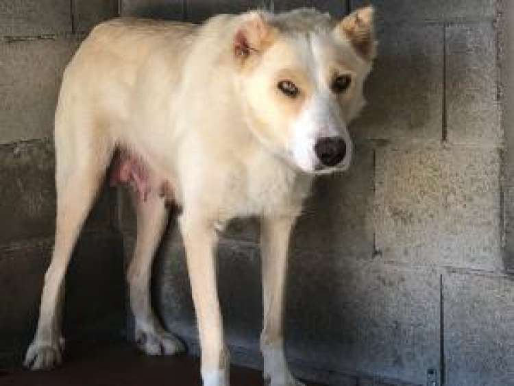 Podenco Andaluz. Ninfa. Perro en adopcion que busca casa.