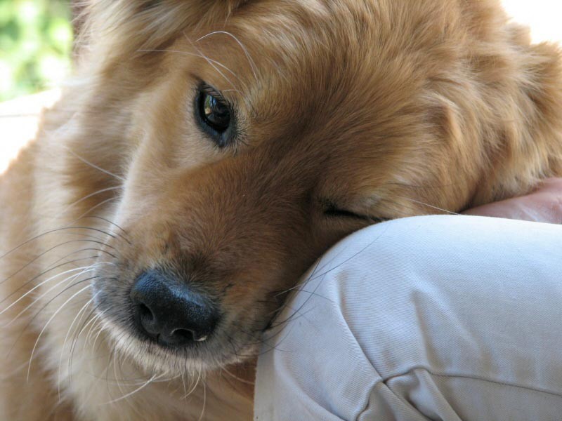PETSmania - Se amplía el programa Buddies una terapia canina para adolescentes con problemas