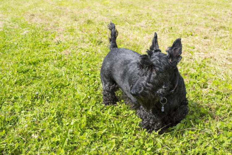 Scottish Terrier negro sobre hierba