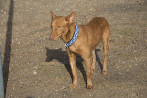 Doc. Perro en adopcion que busca casa.