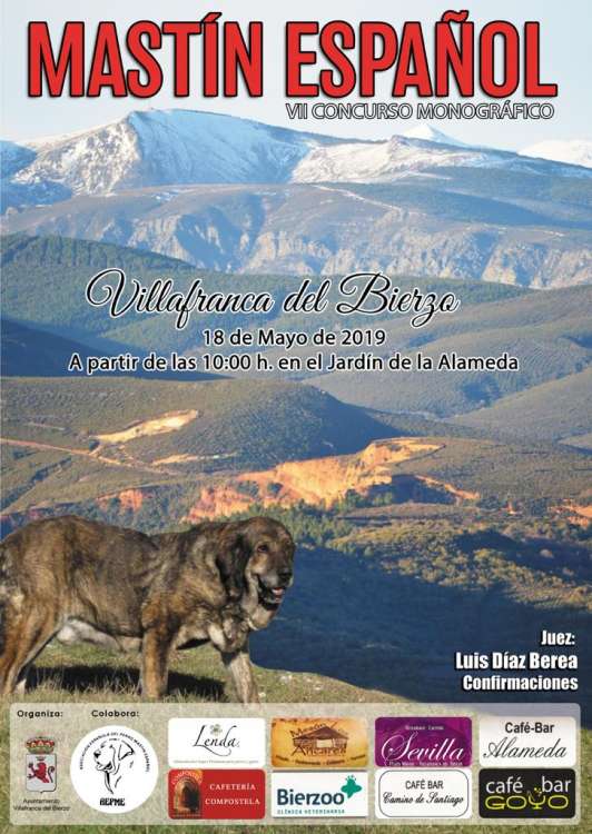 Belleza. CONCURSO DE BELLEZA DEL MASTÍN ESPAÑOL (León   España)